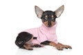 Russian Toy Terrier puppy Royalty Free Stock Photo