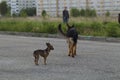 Russian toy terrier and a puppy Alsatian dog