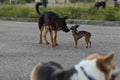 Russian toy terrier and a puppy Alsatian dog