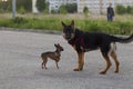 Russian toy terrier and a puppy Alsatian dog