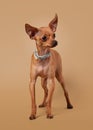 Russian toy terrier puppy on light brown background