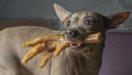 Russian toy terrier reach for food and holds chicken feet in his teeth. Natural delicacy dog food Royalty Free Stock Photo