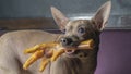 Russian toy terrier reach for food and holds chicken feet in his teeth. Natural delicacy dog food Royalty Free Stock Photo