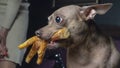 Russian toy terrier reach for food and holds chicken feet in his teeth. Natural delicacy dog food Royalty Free Stock Photo