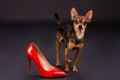 Russian toy-terrier and red heel. Royalty Free Stock Photo