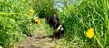 Russian Toy Terrier small dog in grass with flowers