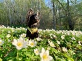 Russian Toy Terrier small dog in grass with flowers