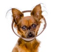 Russian toy terrier wearing a funnel collar. isolated