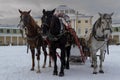 The Russian Troika of horses goes on the snow road in winter day