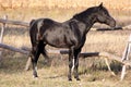 Russian trotter breed Royalty Free Stock Photo