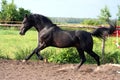 Russian trotter breed Royalty Free Stock Photo