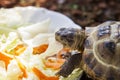Russian turtle eating vegetables in the sun Royalty Free Stock Photo