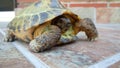 Russian turtle hiding his head