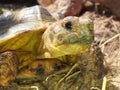Russian turtle. pet, nature wildfife