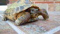 Russian turtle sticking out his head