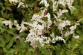 Russian vine Fallopia baldschuanica