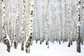 Russian winter - Birch Grove Royalty Free Stock Photo