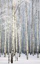 Russian winter - Birch Grove on blue sky background Royalty Free Stock Photo