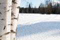 Russian winter eleven with birches Royalty Free Stock Photo