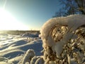 Russian winter, forest, snow, hunting, cold, landscape. Royalty Free Stock Photo