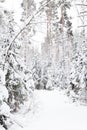 Russian Winter forest snow road Royalty Free Stock Photo