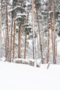Russian Winter forest snow road Royalty Free Stock Photo
