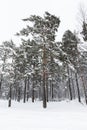 Russian Winter forest snow road Royalty Free Stock Photo