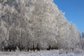 Russian winter forest snow trees snow covered roads snow frost birch ski tracks in the snow, Sunny weather the season Royalty Free Stock Photo