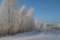 Russian winter forest snow trees snow covered roads snow frost birch ski tracks in the snow, Sunny weather the season Royalty Free Stock Photo