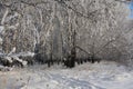 Russian winter forest snow trees snow covered roads snow frost birch ski tracks in the snow, Sunny weather the seasons the Royalty Free Stock Photo