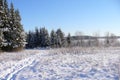 Russian winter forest