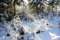 Russian winter forest