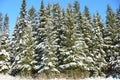 Russian winter forest