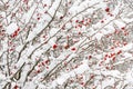 Russian winter hawthorn tree, bush