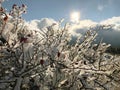 Russian winter red iced rosehip covered in snow