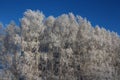 Russian winter Siberia forest snow trees snow covered roads snow frost birch snow-white trees ski tracks in the snow Royalty Free Stock Photo