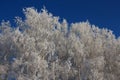 Russian winter Siberia forest snow trees snow covered roads snow frost birch snow-white trees ski tracks in the snow Royalty Free Stock Photo