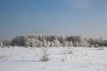 Russian winter Siberia forest snow trees snow covered roads snow frost birch snow-white trees ski tracks in the snow Royalty Free Stock Photo