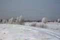 Russian winter Siberia forest snow trees snow covered roads snow frost birch snow-white trees ski tracks in the snow Royalty Free Stock Photo