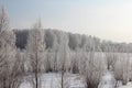 Russian winter Siberia forest snow trees snow covered roads snow frost birch snow-white trees ski tracks in the snow Royalty Free Stock Photo