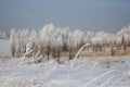 Russian winter Siberia forest snow trees snow covered roads snow frost birch snow-white trees ski tracks in the snow Royalty Free Stock Photo