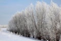 Russian winter Siberia forest snow trees snow covered roads snow frost birch snow-white trees ski tracks in the snow Royalty Free Stock Photo