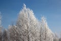 Russian winter Siberia forest snow trees snow covered roads snow frost birch snow-white trees ski tracks in the snow Royalty Free Stock Photo