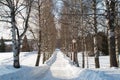 Russian winter six and birches Royalty Free Stock Photo