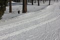 Russian winter ski Track in pine forest 30320 Royalty Free Stock Photo