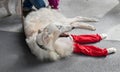 Russian Wolfhound, Borzoi at Kuwana Royalty Free Stock Photo