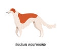 Russian wolfhound or Borzoi. Stunning lovely cute dog or sighthound isolated on white background. Gorgeous purebred