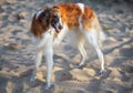 Russian Wolfhound Dog, Borzoi on the sand, Sighthound Royalty Free Stock Photo