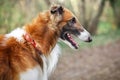 Russian Wolfhound Dog, Borzoi, Sighthound, Russkaya Psovaya Borzaya, Psovi. Killer of wolves. One of the fastest hunting dogs in Royalty Free Stock Photo