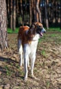 Russian Wolfhound Dog, Borzoi, Sighthound Royalty Free Stock Photo